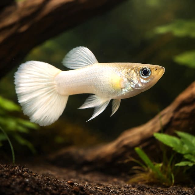 Guppy male golden yellow — Fancy Guppy — representative image