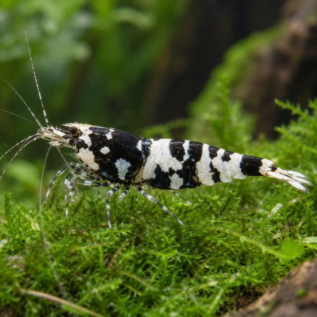 Caridina fancy tiger pinto hybrid