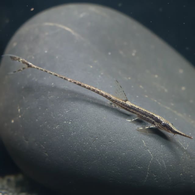 Twig Catfish (Farlowella acus)