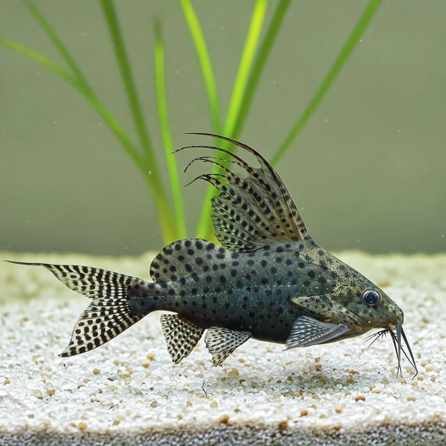 Juvenile Featherfin Synodontis (Synodontis eupterus) side profile showing its reticulated pattern
