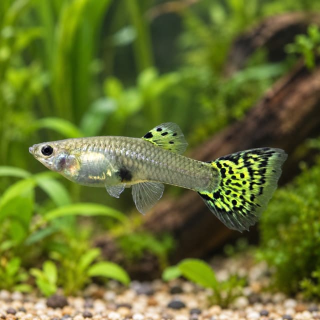 Female cobra guppy with a grey body and a green-yellow and black snakeskin tail and dorsal fin, one of the colours in this