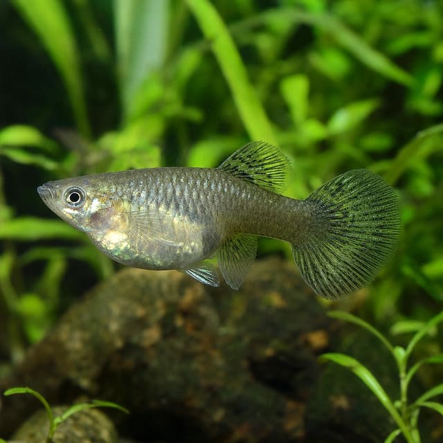 Poecilia ret. female elephant ears natural aquarium image