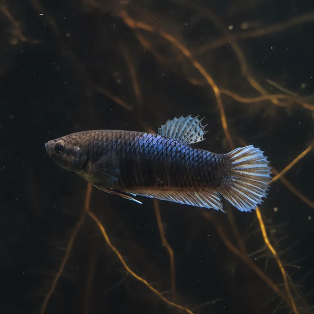 Female Giant A Grade Betta splendens source photo