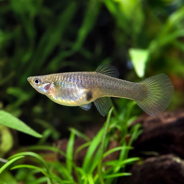 Poecilia reticulata female mix F1 natural aquarium image