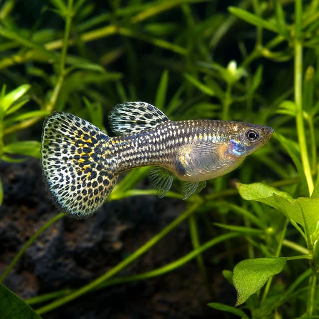 Poecilia ret. female mosaic elephant ears natural aquarium image