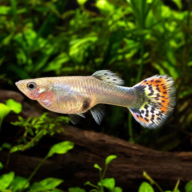 Poecilia ret. female supercolor mix natural aquarium image