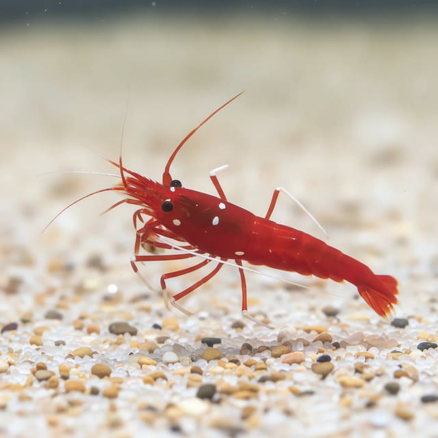 Fire Shrimp (Lysmata debelius) in a planted aquarium — representative image