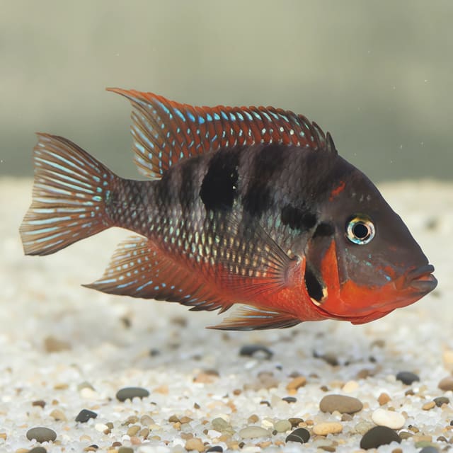 Firemouth Cichlid (Thorichthys meeki) red throat aquarium visual