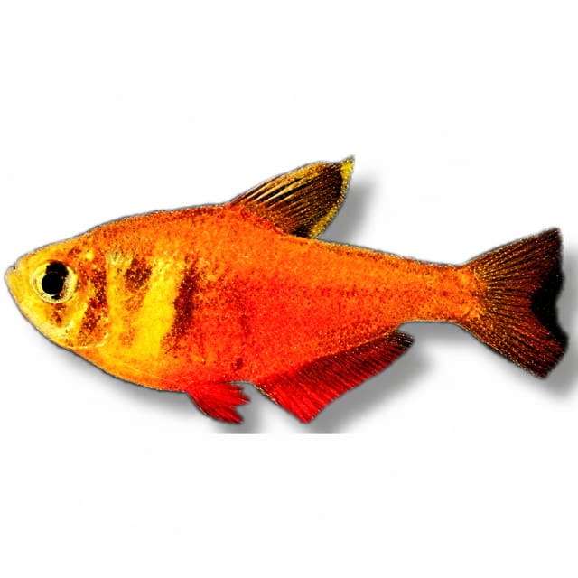 Flame Tetra (Hyphessobrycon flammeus)