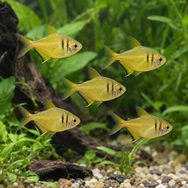 Flame Tetra Yellow (Hyphessobrycon flammeus)