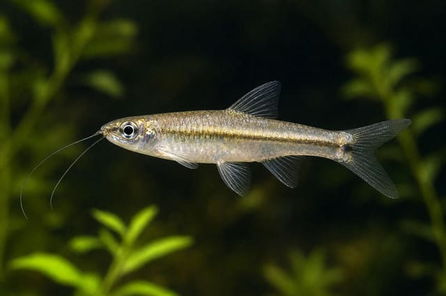 Flying Barb Esomus danricus 4-4.5 cm, a slim peaceful schooling freshwater fish