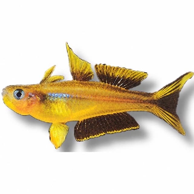 10 × Forked-Tail Rainbowfish (Popondetta furcata)