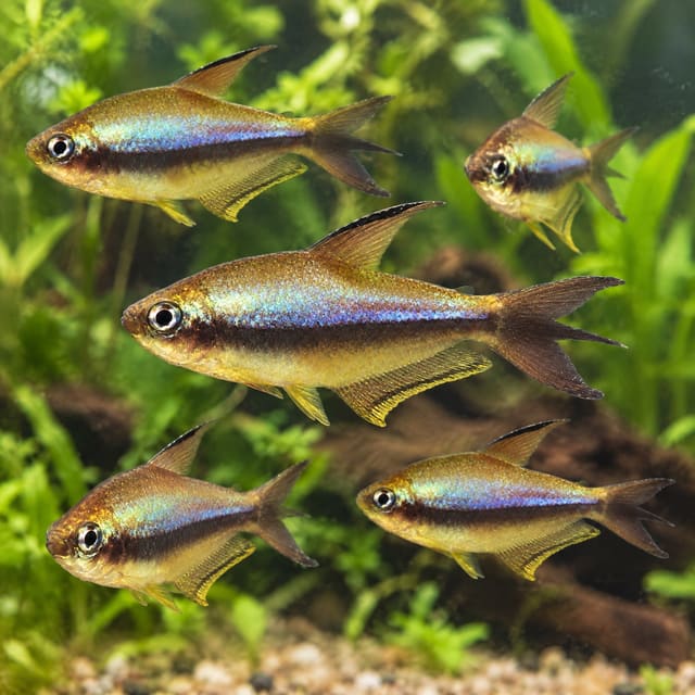 A group of emperor tetras in a planted aquarium