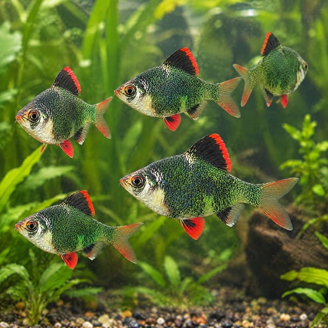 A group of green tiger barbs in a planted aquarium