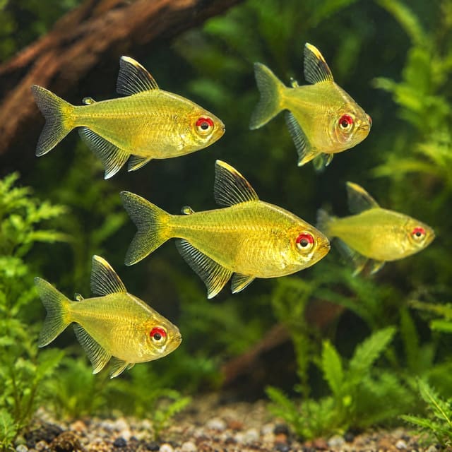 A group of lemon tetras in a planted aquarium