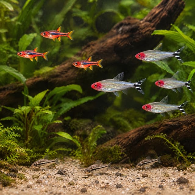 Chili rasboras, rummy-nose tetras and pygmy corydoras together in a planted aquarium