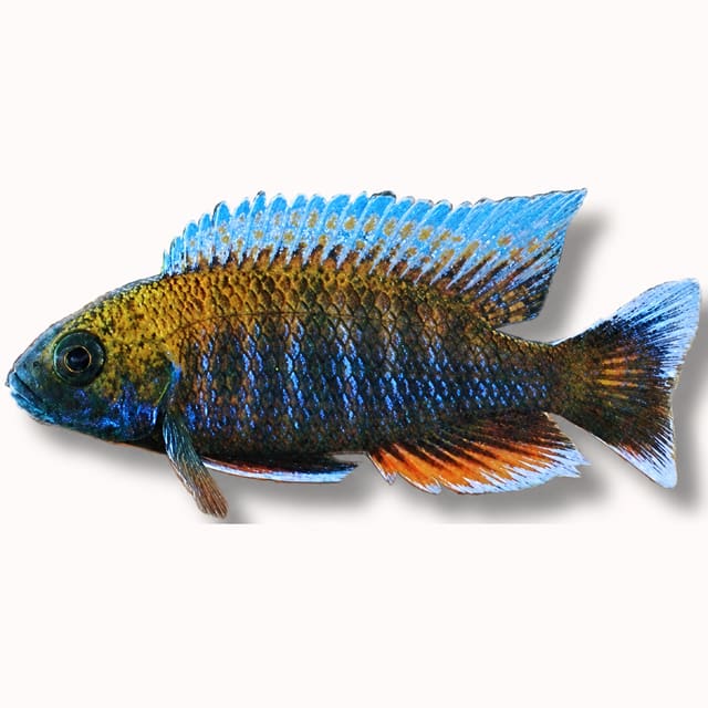 Freiberg's Peacock Cichlid (Aulonocara jacobfreibergi)