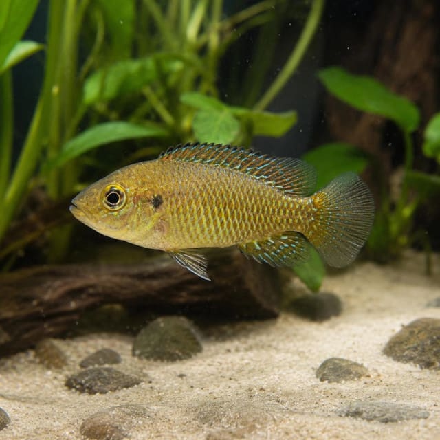 Dwarf Egyptian Mouthbrooder (Pseudocrenilabrus multicolor) showing blue facial markings and red-edged fins