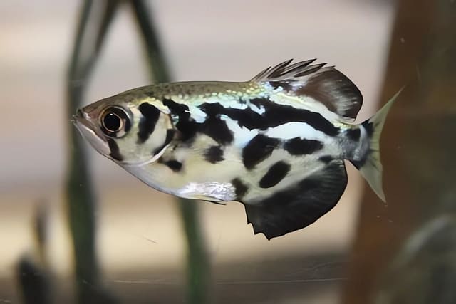 Blyth's Archerfish (Toxotes blythii) near the aquarium surface