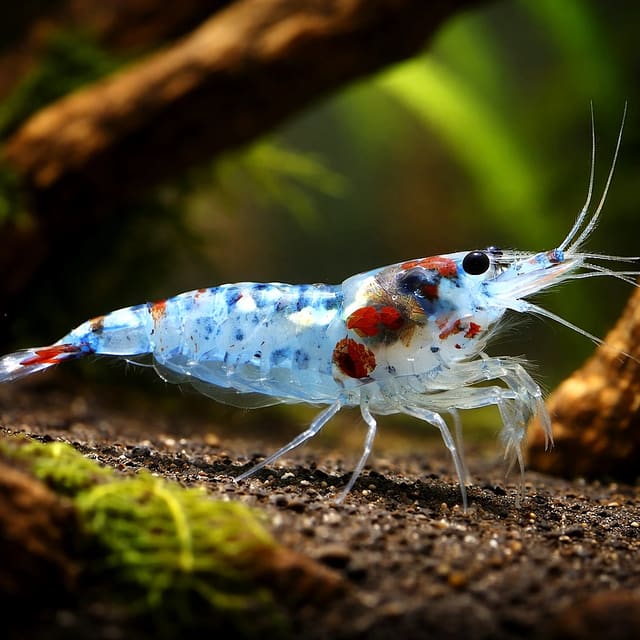 Blue Rili Shrimp (Neocaridina davidi)