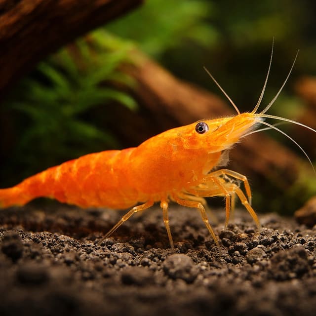 Orange Sakura Shrimp (Neocaridina davidi)