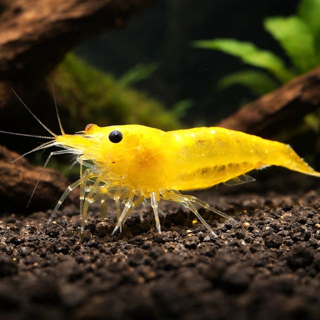 Yellow Fire Shrimp (Neocaridina davidi)