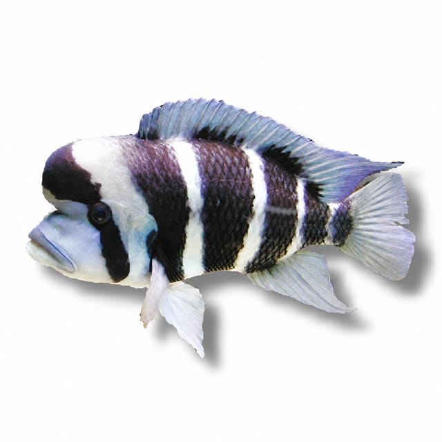 Frontosa Cichlid (Cyphotilapia frontosa)