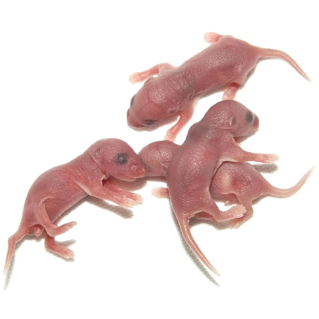 Frozen Mouse Nestling 1-2 Days
