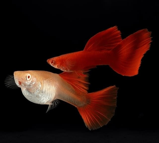 Poecilia reticulata male full red albino