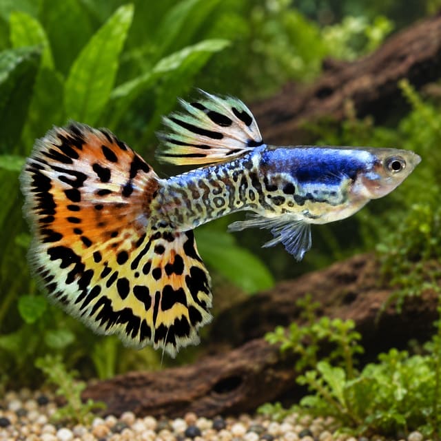 Galaxy Mosaic Red guppy male with a metallic blue shoulder and orange, gold and black mosaic tail among plants