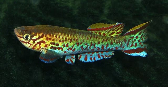 Gardner's Killie Nsuka male killifish with blue-green body and red spotting