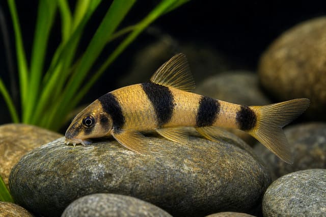 Panda Garra Garra flavatra 3-4 cm with black and cream banding in a freshwater aquarium