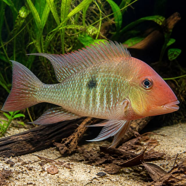 Tapajos Red Head Eartheater (Geophagus sp. Tapajos)