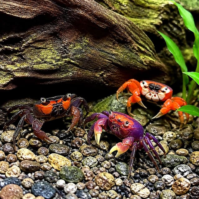 Yellow Benana Vampire Crab (Geosesarma sp.) – rare banana-yellow crab for paludarium, 2-3cm