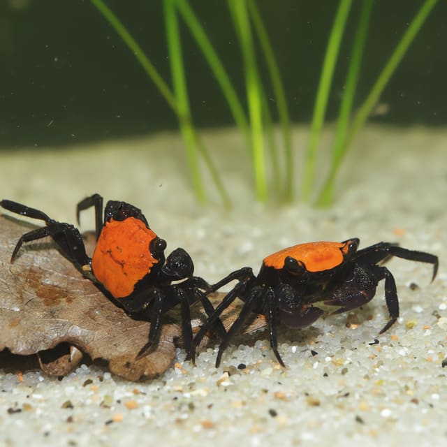 Black Vampire Crab (Geosesarma sp.) - dark semi-terrestrial freshwater crab with bright eyes