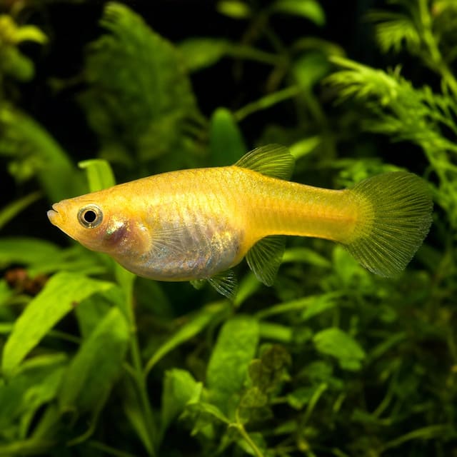 Poecilia reticulata female german yellow natural aquarium image