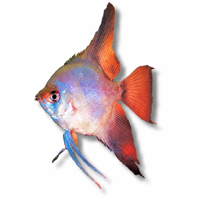 Ghost Angelfish (Pterophyllum scalare)