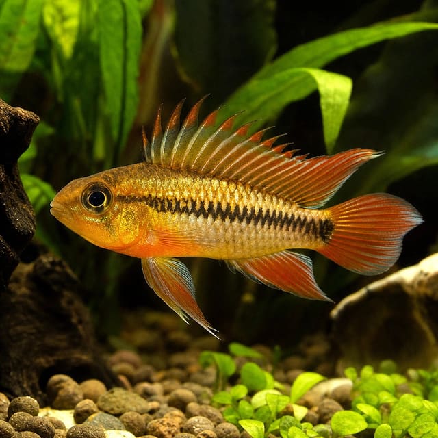 Apistogramma Agassizii Fire Red Select Grade - Live dwarf cichlid