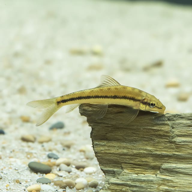 Gold Chinese Algae Eater (Gyrinocheilus aymonieri) side profile
