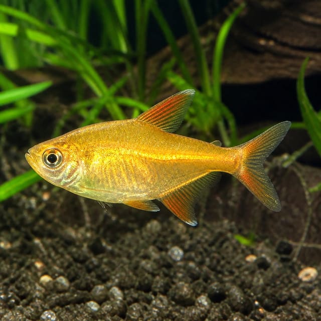 Red-Blue Columbian Tetra (Hyphessobrycon columbianus) 6-Pack