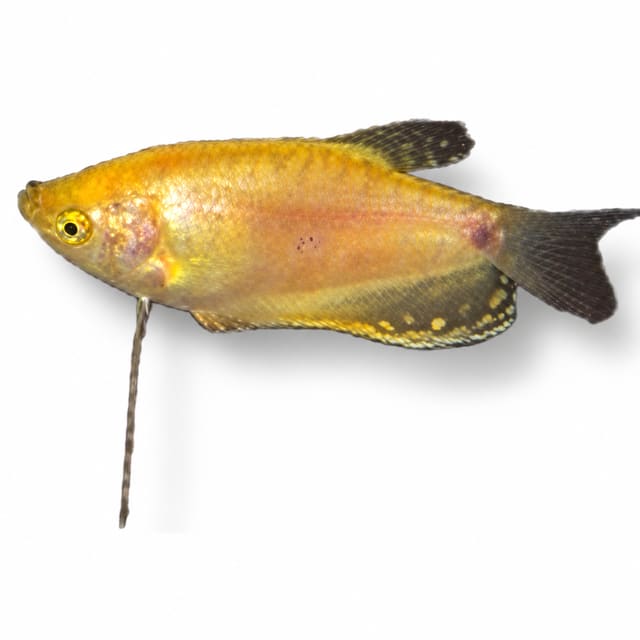 Gold Gourami (Trichopodus trichopterus)