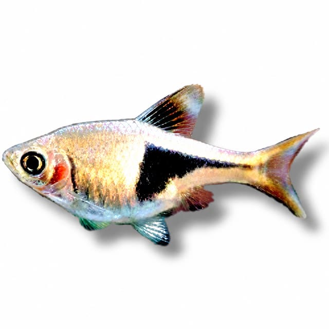 Gold Harlequin Rasbora (Trigonostigma heteromorpha)