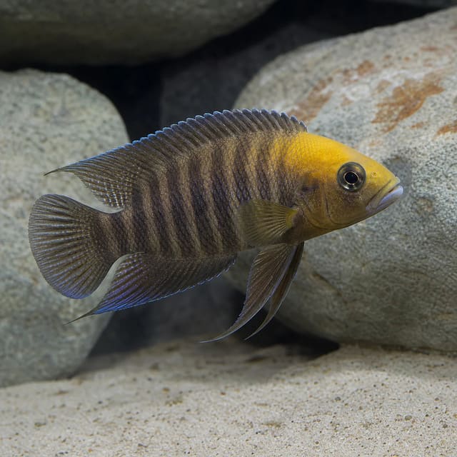 Gold Head Compressiceps Altolamprologus compressiceps Kantalamba in a rocky Lake Tanganyika aquarium