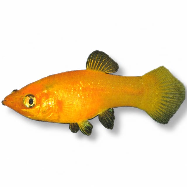 Gold Molly (Poecilia sphenops)