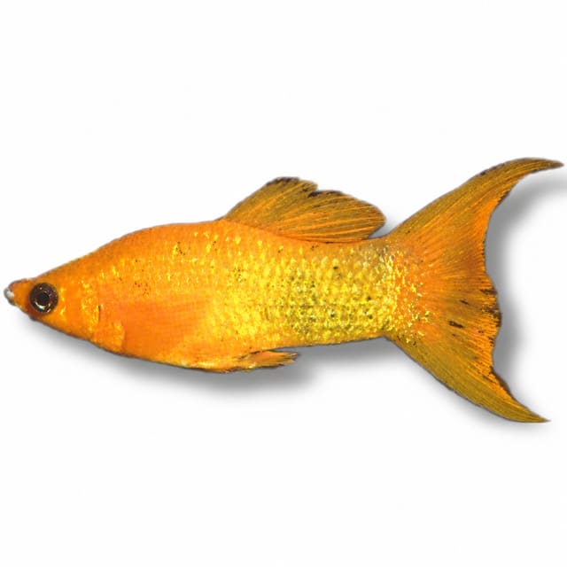Gold Molly Lyra (Poecilia sphenops)