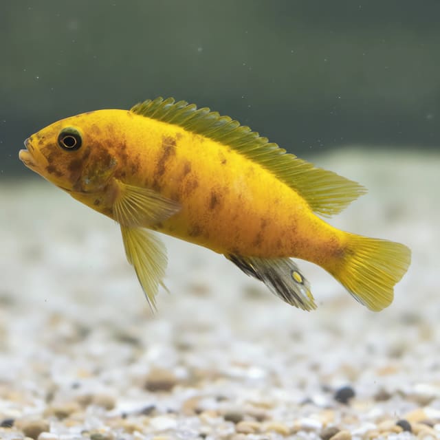 Illustrative Gold Mundola Point Zebra Mbuna; colour, sex and markings vary