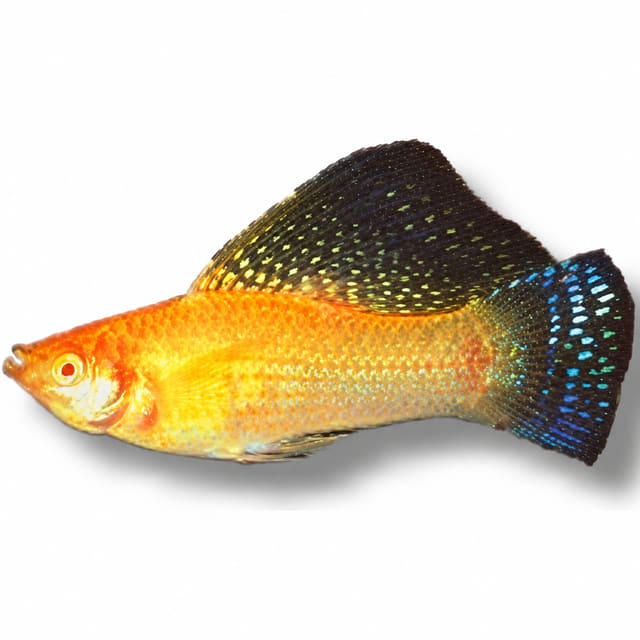 Gold Sailfin Molly (Poecilia velifera)