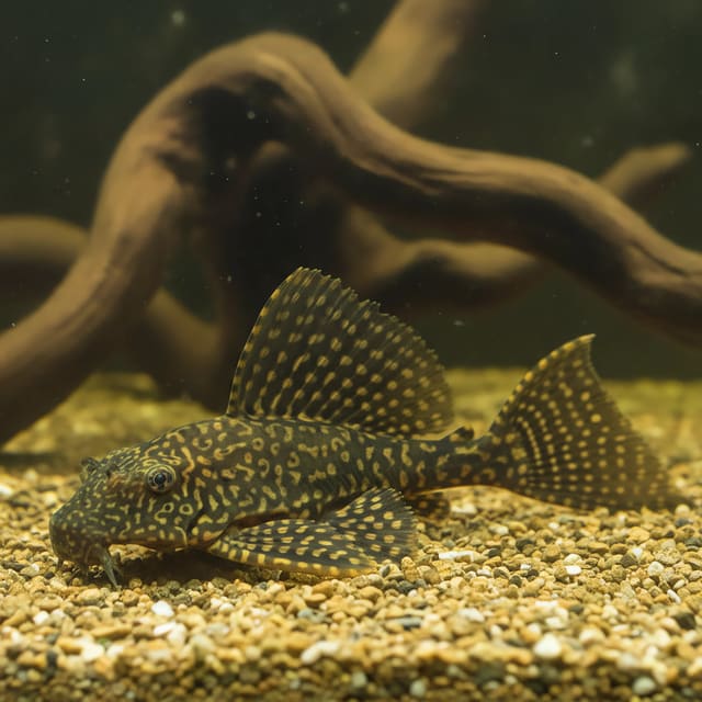 Gold Spot Pleco L001 (Pterygoplichthys joselimaianus)