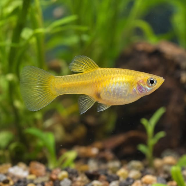 Poecilia endler gold yellow female