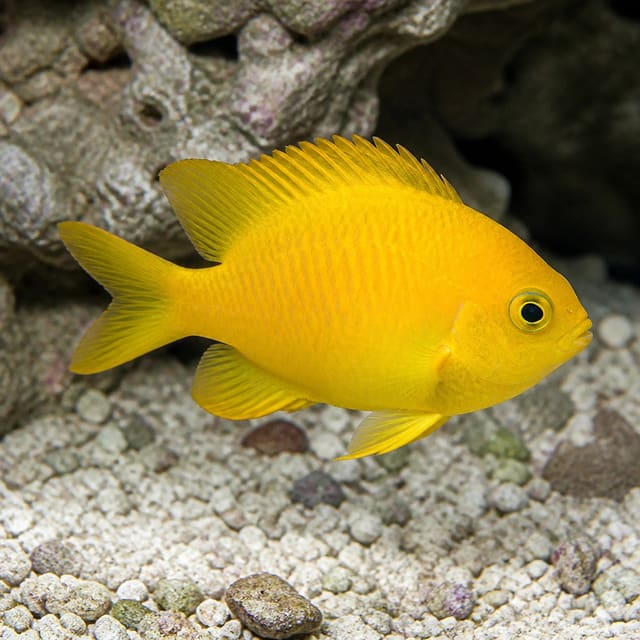Golden Damselfish Amblyglyphidodon aureus small marine fish with bright golden-yellow body